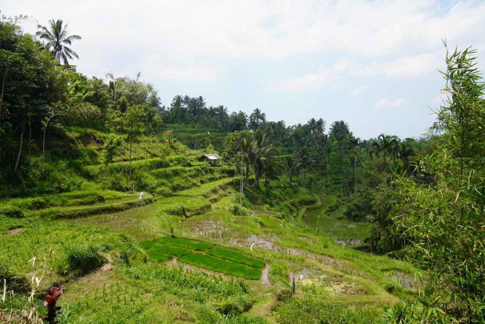 Tetebatu Indah Homestay Exteriér fotografie